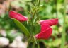 Spiked Hoary-pea (Tephrosia spicata) - Photo by Doug Kimball
